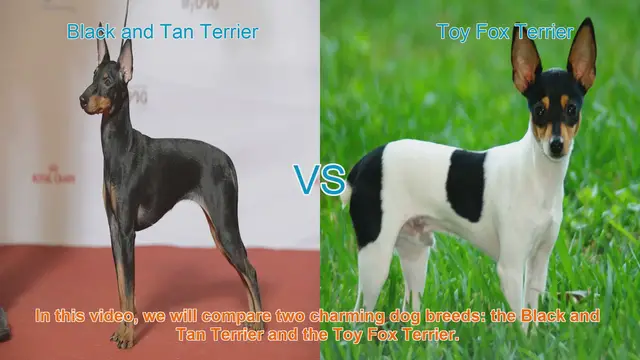 Video thumbnail for Comparing Black and Tan Terrier vs. Toy Fox Terrier: Which Breed is Right for You?