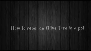 'Video thumbnail for How to Repot Olive Tree in Less Than 5 Minutes!'