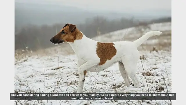 Video thumbnail for Smooth Fox Terrier: Everything You Need to Know!