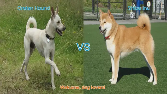 Video thumbnail for Cretan Hound vs. Shiba Inu: A Comparative Guide for Dog Lovers