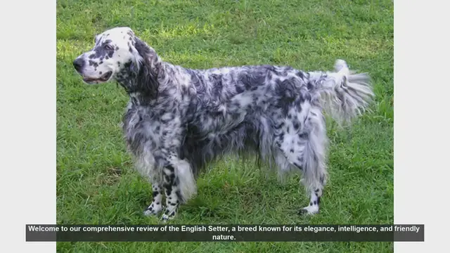 Video thumbnail for English Setter: The Elegant and Friendly Family Companion