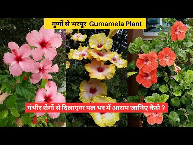 'Video thumbnail for Benefits of Gumamela Plant | Benefits You Didn't Know About Hibiscus'