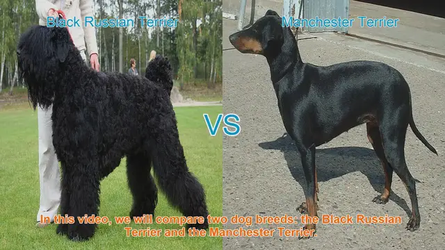 Video thumbnail for Comparing Black Russian Terrier and Manchester Terrier: A Comprehensive Guide