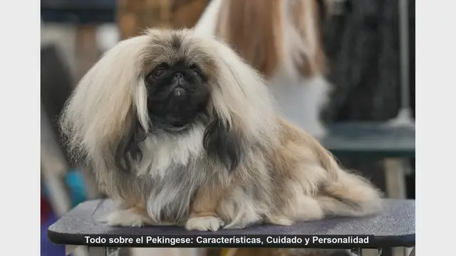 Video thumbnail for Todo sobre el Pekingese: Características, Cuidado y Personalidad