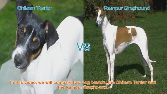 Video thumbnail for Chilean Terrier vs. Rampur Greyhound: A Comprehensive Comparison