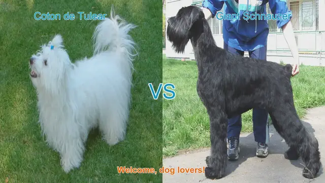Video thumbnail for Coton de Tulear vs. Giant Schnauzer: A Comprehensive Comparison