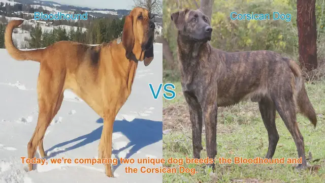 Video thumbnail for Bloodhound vs. Corsican Dog: A Comparative Guide