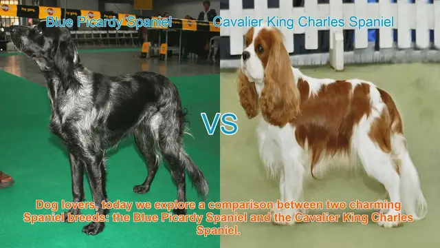 Video thumbnail for Blue Picardy Spaniel vs. Cavalier King Charles Spaniel: A Charming Breed Comparison