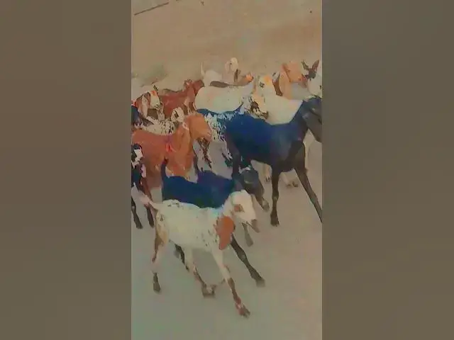 Video thumbnail for Toara khab ha Bakra