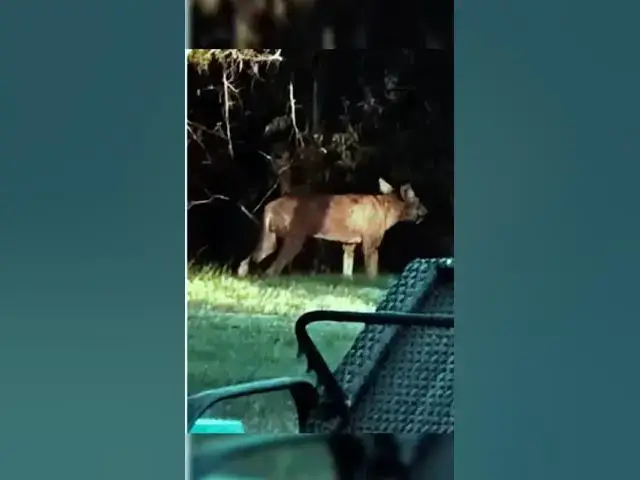 'Video thumbnail for Woman Calls For Help After Spotting Strange Animal In Her Yard, But Nobody Expected To Find This'