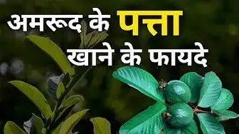 'Video thumbnail for अमरूद के पत्ते खाने के फायदे | अमरूद के पत्ते खाने से क्या होता है | अमरूद के पत्ते से खांसी का इलाज'