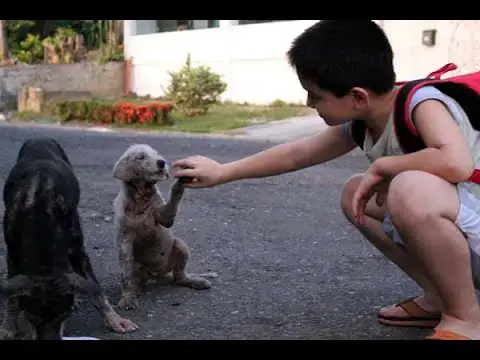 Video thumbnail for His Son Would Disappear Every Day On A Walk  When This Father Followed Him He Was Heartbroken