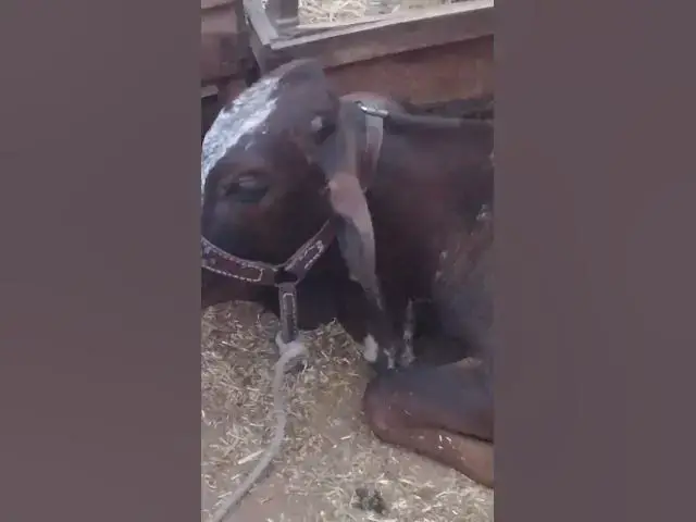 Video thumbnail for Bakra eid A gaibha