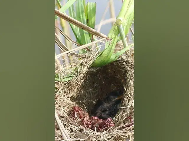 Video thumbnail for Babies Bird Eating Worm in Nest #031  #birdfeed #nature #electriceels #birdfeeder #birdslover