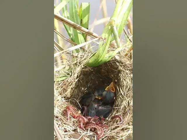 'Video thumbnail for Grown Babies Bird in Nest  #birds #birdfeed #bird #birdceat #birdcath #birdwild #wildlife'