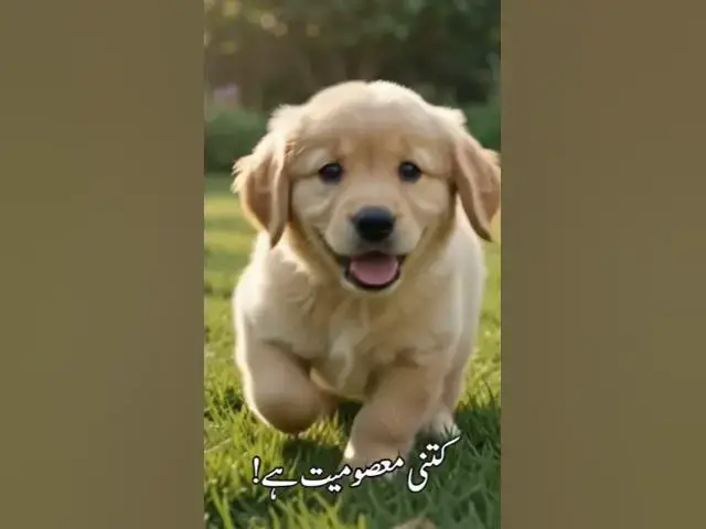 Video thumbnail for Masoom sa Puppy Is se piyar karo #dogfood