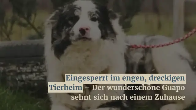 Video thumbnail for Eingesperrt im engen, dreckigen Tierheim – Der wunderschöne Guapo sehnt sich nach einem Zuhause