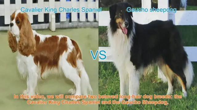 Video thumbnail for Cavalier King Charles Spaniel vs. Gaucho Sheepdog: A Breed Comparison