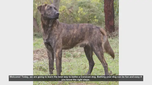 Video thumbnail for How to Bathe a Corsican Dog: Step-by-Step Guide