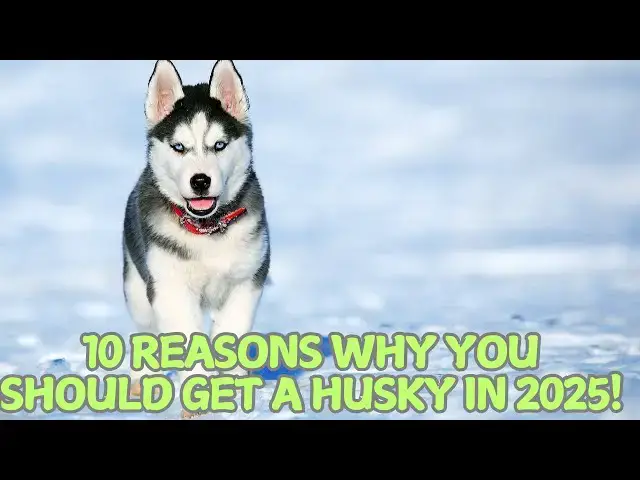 Video thumbnail for 10 Reasons Why You Should Get a Husky in 2025! ❄️