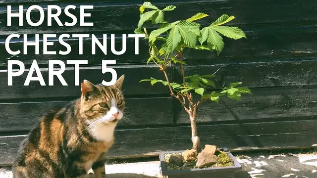 'Video thumbnail for Horse Chestnut Bonsai 5'