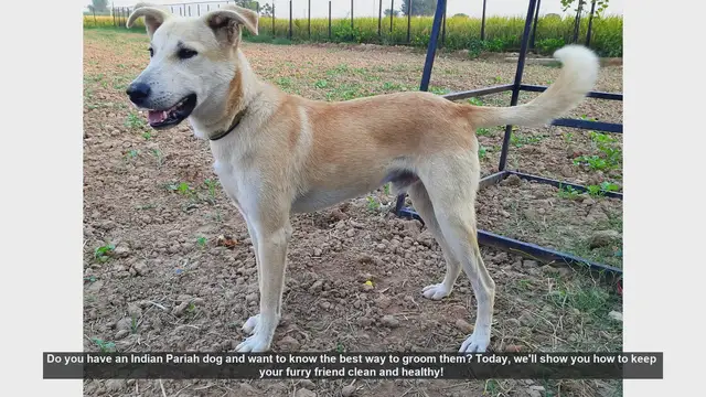 Video thumbnail for How to Groom Your Indian Pariah Dog: Step-by-Step Guide