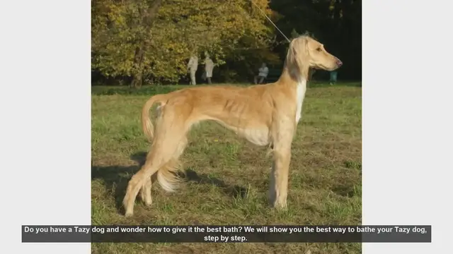 Video thumbnail for How to Bathe Your Tazy Dog: Step-by-Step Guide