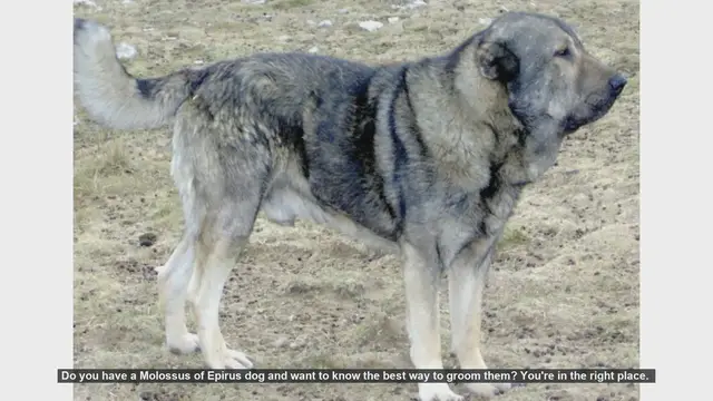 Video thumbnail for How to Groom Your Molossus of Epirus: Step-by-Step Guide