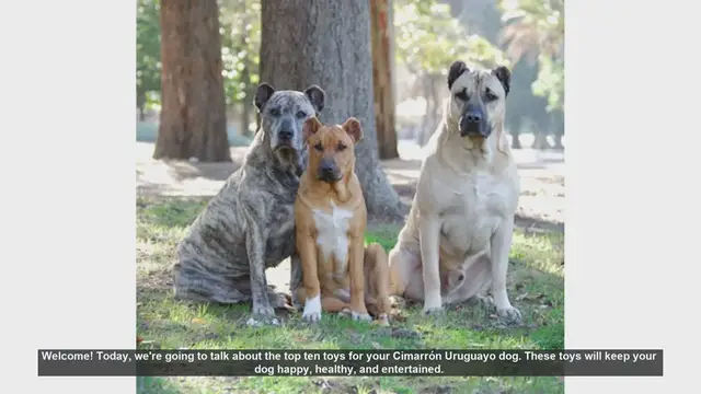 Video thumbnail for Top 10 Toys for Your Cirneco dell'Etna Dog