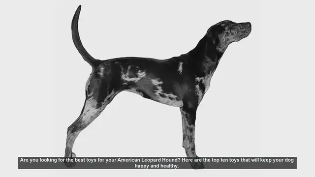 Video thumbnail for Top 10 Toys for Your American Leopard Hound