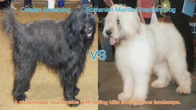Video thumbnail for Exploring Two Magnificent Long-Haired Dog Breeds
