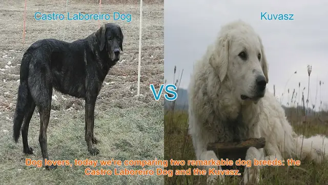 Video thumbnail for Comparing Castro Laboreiro Dog and Kuvasz: A Comprehensive Guide