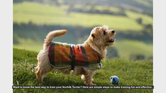 Video thumbnail for Effective Training Tips for Your Norfolk Terrier