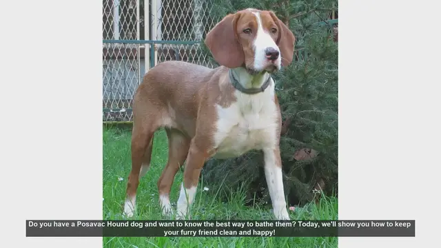 Video thumbnail for How to Bathe Your Posavac Hound: Step-by-Step Guide