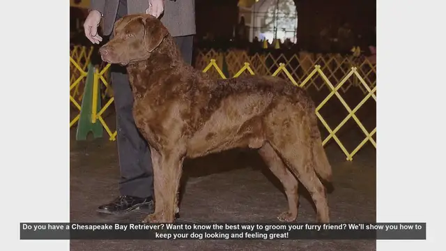 Video thumbnail for Ultimate Guide to Grooming Your Chesapeake Bay Retriever