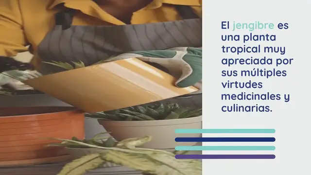 Video thumbnail for Cultivar jengibre en maceta: una guía completa para tener una planta aromática al alcance de la mano