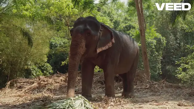 Video thumbnail for Fascinating Elephant Facts: The Gentle Giants of the Animal Kingdom