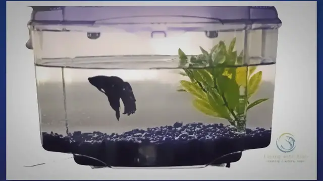 Video thumbnail for How to Treat Gas Bubble Disease of Your Tank’s Fish