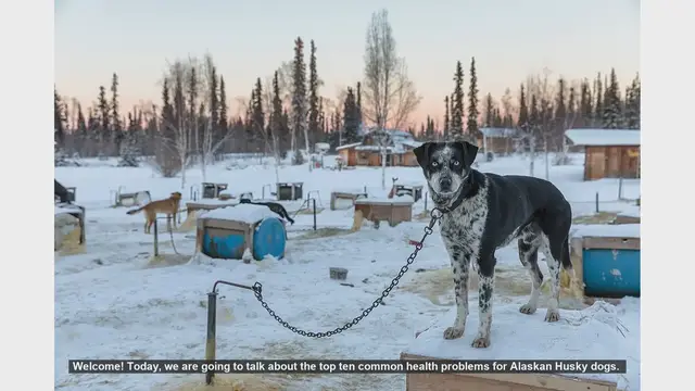 Video thumbnail for Top 10 Common Health Problems in Alaskan Husky Dogs