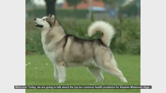Video thumbnail for Top 10 Common Health Problems in Alaskan Malamutes