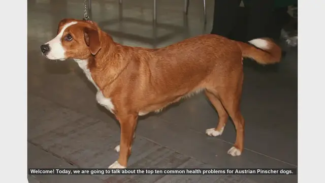 Video thumbnail for Top 10 Common Health Problems in Austrian Pinscher Dogs