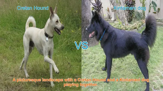 Video thumbnail for Exploring the Cretan Hound and Kintamani Dog: A Breed Comparison