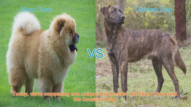 Video thumbnail for Chow Chow vs. Corsican Dog: A Breed Comparison