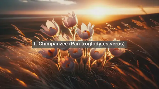 Video thumbnail for Exploring Guinea-Bissau's Wildlife Marvels: Top 10 Native Fauna