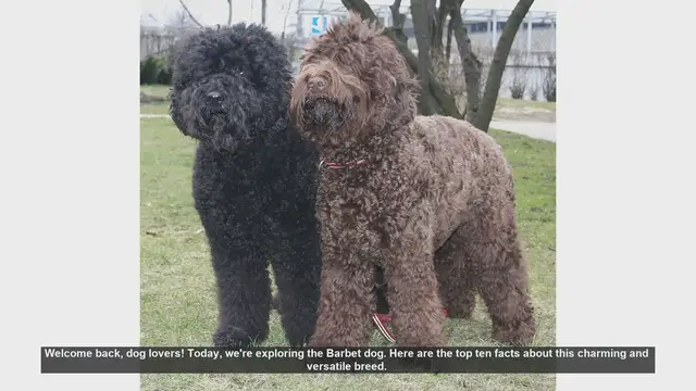 Video thumbnail for Top 10 Fascinating Facts About the Barbet Dog