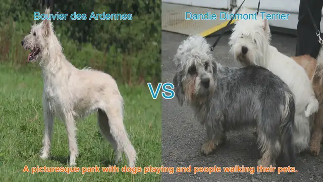 Video thumbnail for Bouvier des Ardennes vs. Dandie Dinmont Terrier: A Breed Comparison