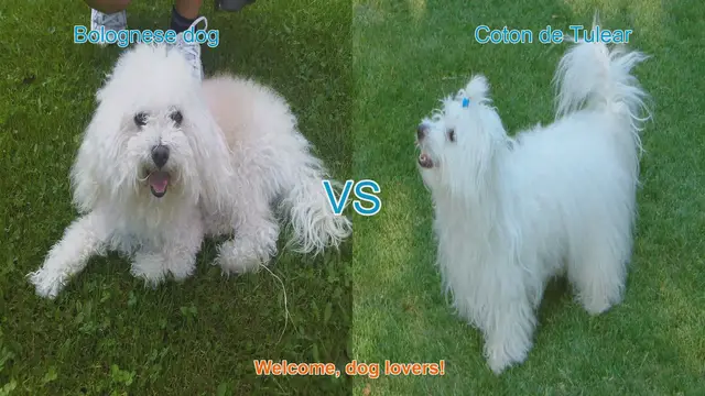 Video thumbnail for Bolognese vs. Coton de Tulear: A Comparison of Affectionate Dog Breeds