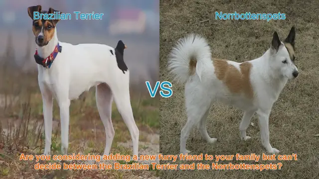 Video thumbnail for Brazilian Terrier vs. Norrbottenspets: A Comprehensive Breed Comparison