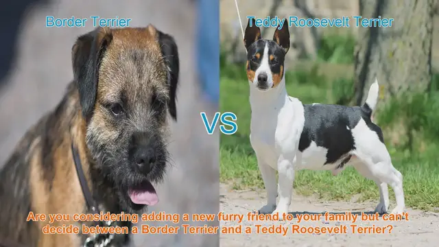 Video thumbnail for Border Terrier vs. Teddy Roosevelt Terrier: A Comprehensive Comparison