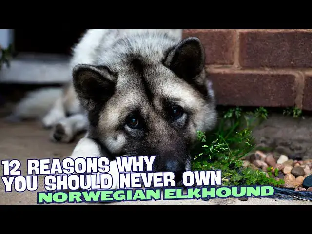 Video thumbnail for 12 Reasons Why You Should Never Own a Norwegian Elkhound 🚫